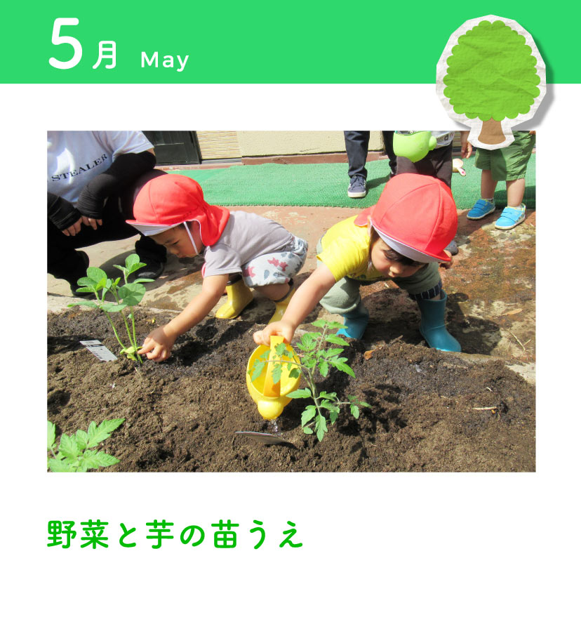 5月　野菜と芋の苗植え